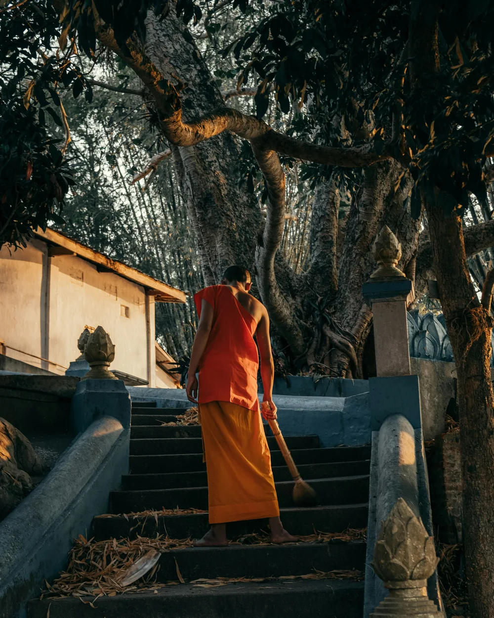 Moine gravissant les marches d’un temple sous un arbre ancien