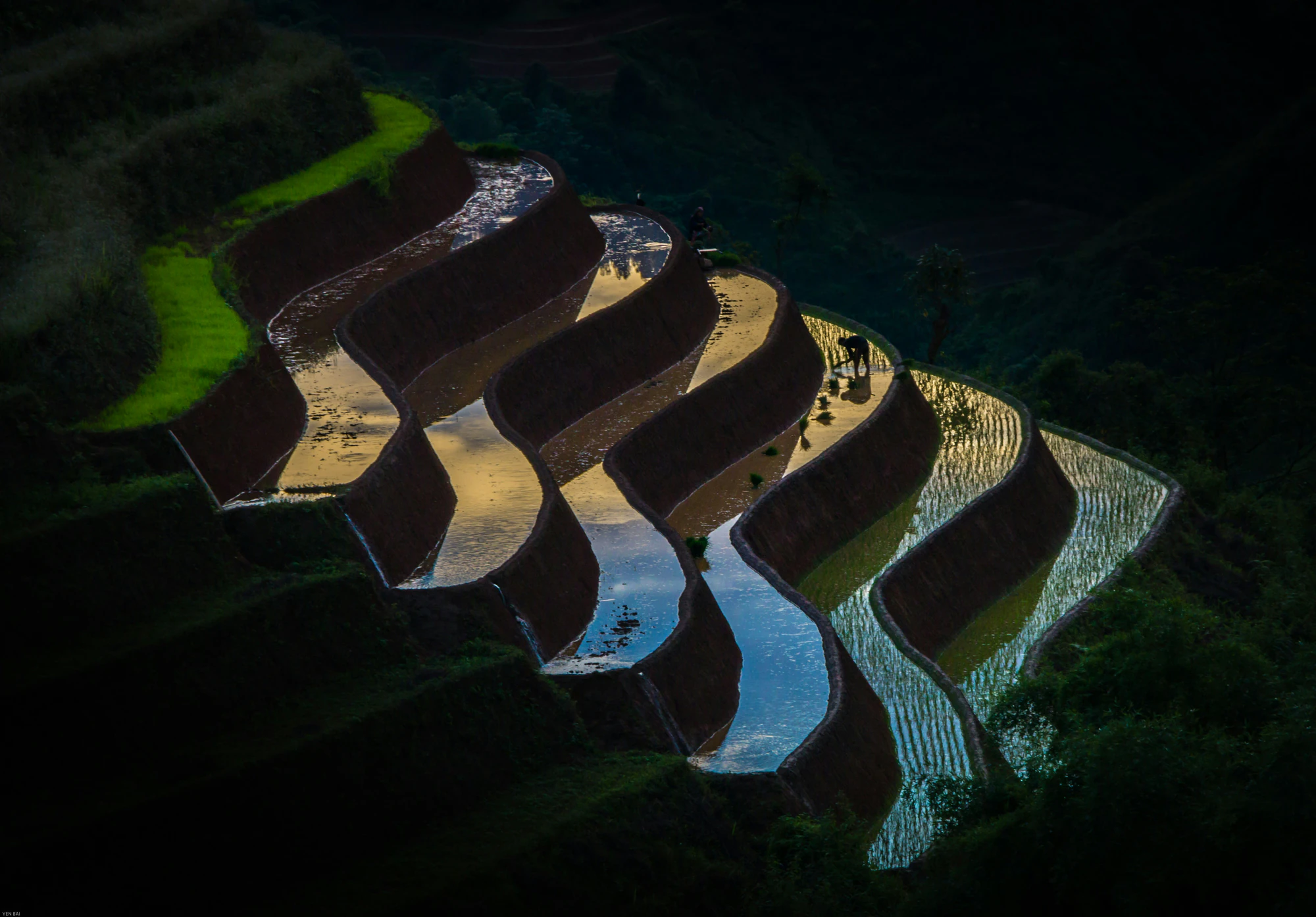 Rizières du Vietnam